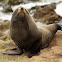 New Zealand Fur Seal