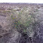 Bladderpod