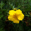 Potentilla Shrub