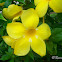 Yellow Bell