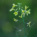 Perennial wall-rocket, Jaramago
