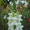 Snapdragon