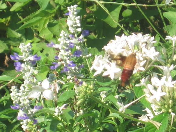 Spotting Image 1