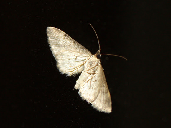 Spotting Image 1
