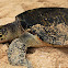 Hawksbill sea turtle