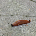 European Red Slug