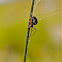 Orb-Weaver Spider