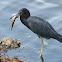 Little Blue Heron