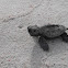 Hawksbill Sea Turtle