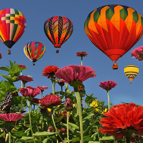 Festival of Color by Corinne Noon - Nature Up Close Flowers ( work, color, festival, flowers, balloons, my )