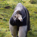 Giant Anteater