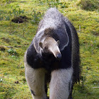 Giant Anteater