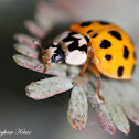 Multicolored Asian Lady Beetle
