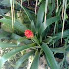 Bromeliad