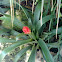 Bromeliad