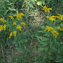 Goldenrod