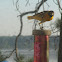 Baltimore Oriole