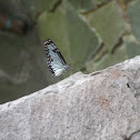 Tiger butterfly