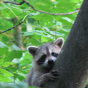 Raccoon