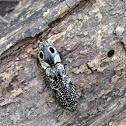 Eye spot click beetle