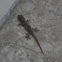 Gecko