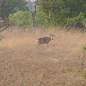 Lichtenstein's Hartebeest