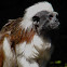 Cotton Top Tamarin