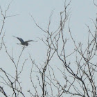 Great-blue Heron