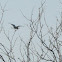 Great-blue Heron