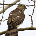 Sharp-shinned Hawk