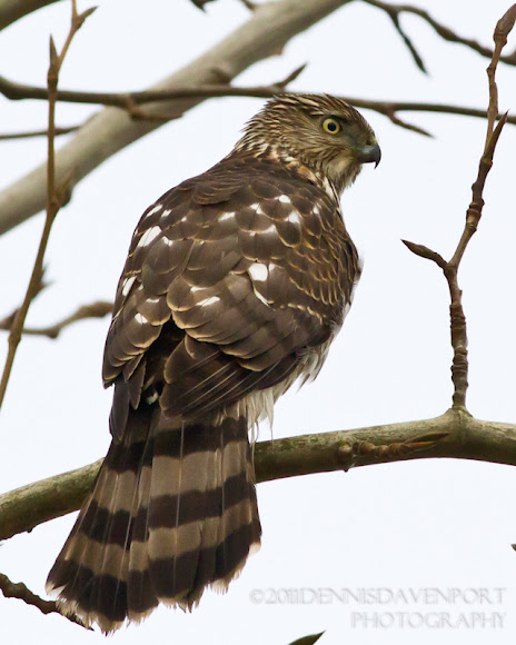Spotting Image 1
