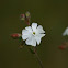 White Campion