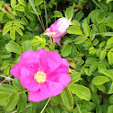 wild sea rose