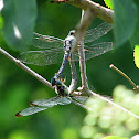 Great Blue Skimmer