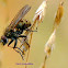 Tiger Fly