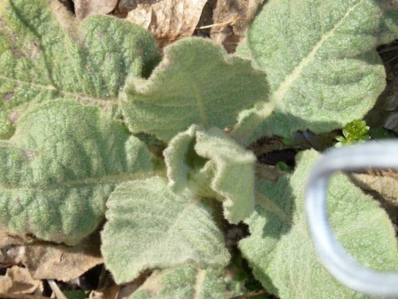 Spotting Image 1