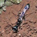 Long Necked Wasp