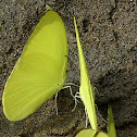 Grass yellow butterflies