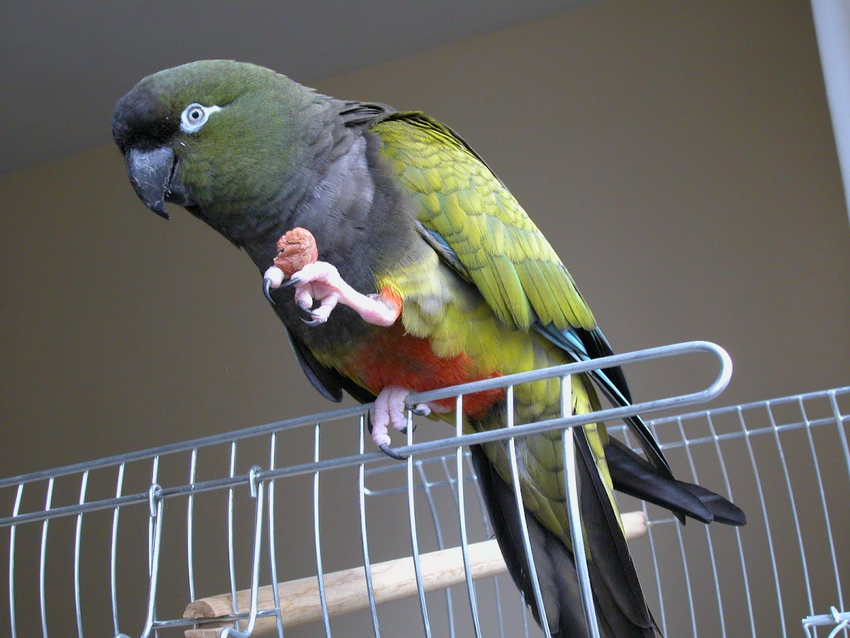 Patagonian conure Project Noah