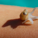Caribbean reef octopus