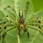 Jumping spider