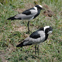 Blacksmith Lapwing