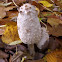 Shaggy Ink Cap