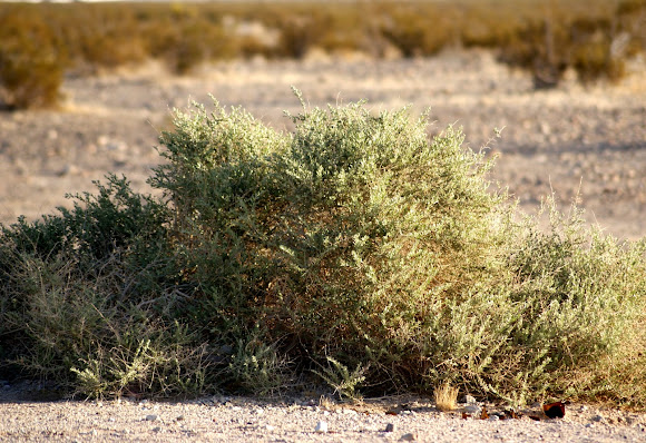 Spotting Image 1
