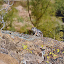 White-tailed Antelope Squirrel