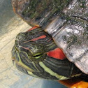 Red-eared Slider