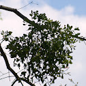Oak Mistletoe