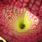 White Trumpet Pitcher Plants with Bee Inside
