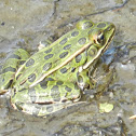 Northern Leopard Frog
