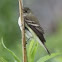 Acadian Flycatcher